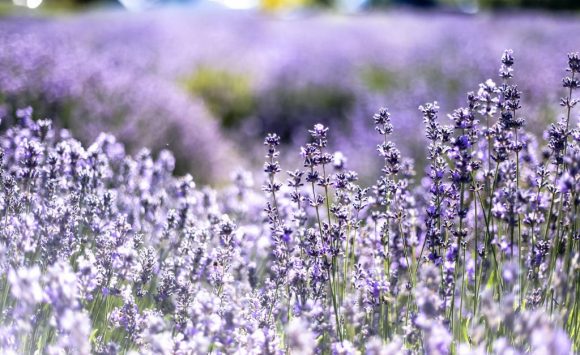 Aromaterapija u letnje vreme